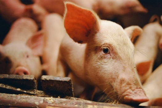 預混料、濃縮料、全價料，哪個更適合咱的豬場？