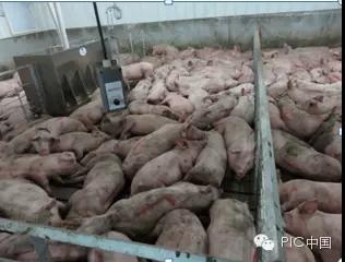 豬舍環境的細節管理，水對養豬非常重要