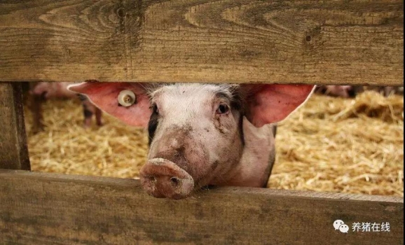 屠宰企業到底是如何壓價的？