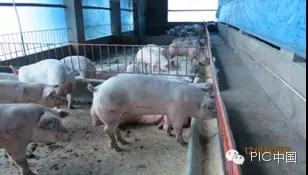 技術控 | 豬場生產管理基本點回顧-飼料的細節管理