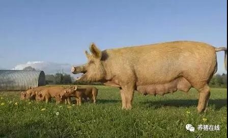 如何提高豬群的做疫苗時的防疫效果？