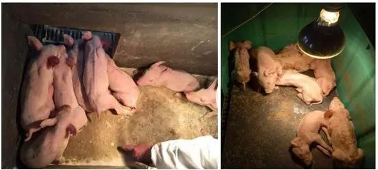 乳豬偽狂犬快速診斷治療