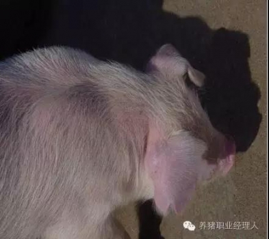 必修課 | 盛夏時節再來說說副豬嗜血桿菌病