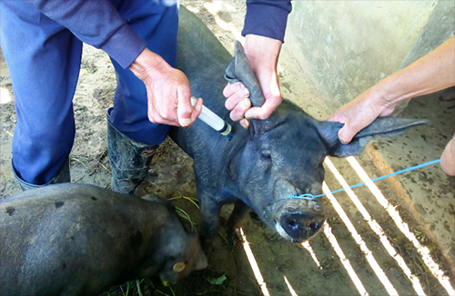口蹄疫的防治誤區