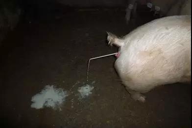 母豬子宮內膜炎和陰道炎的發病原因、鑒別診斷、危害及預防措施