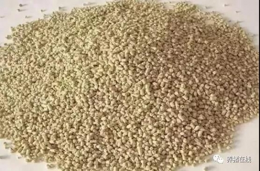 養(yǎng)豬人鑒別飼料：豬吃了就睡、排黑糞便才好？