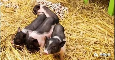 面對日趨復雜的疾病，豬場如何做好疾病診斷工作？