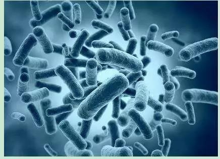 1招，提升斷奶仔豬的生產(chǎn)性能，降低料肉比