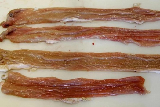 豬消化道疾病：豬增生性腸病(回腸炎、膠皮管樣腸病)