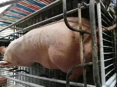 母豬產(chǎn)后第二天為什么不愿意給仔豬 放奶呢？