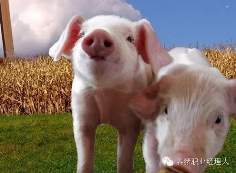 技術(shù)控|產(chǎn)房或者保育仔豬腹股溝淋巴結(jié)發(fā)紫是什么原因?