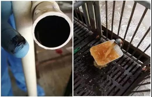 如何還豬群一口干凈的水？