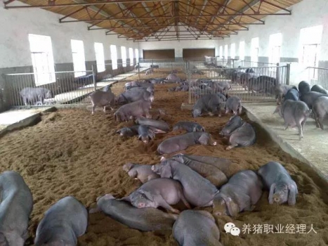 技術(shù)控|激素類藥品在豬場的正確應(yīng)用