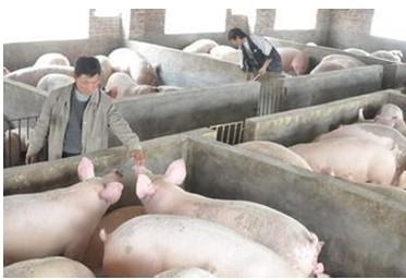 保護利用地方畜禽品種助推畜牧業供給側改革？