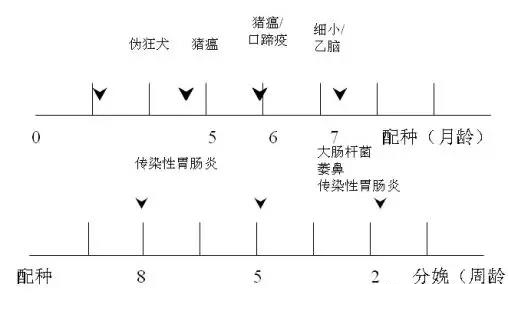 技術控 | 豬場制定免疫程序時要考慮哪些因素?