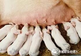 D-氯前列烯醇誘導母豬同期分娩的試驗