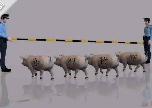 確診了！黑龍江調(diào)往河南鄭州的生豬發(fā)生非洲豬瘟！面對非洲豬瘟，我們真的束手無...