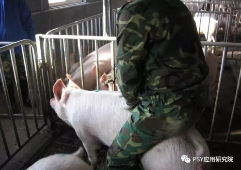 夏季母豬高返情率發生的八大原因