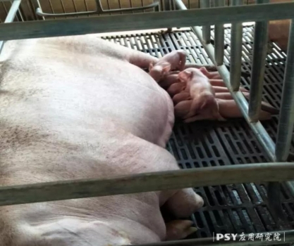 母豬奶水不足，危害遠超你的預(yù)期!