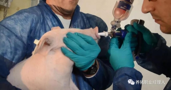 種豬場實施疫苗免疫凈化偽狂犬方案及注意事項
