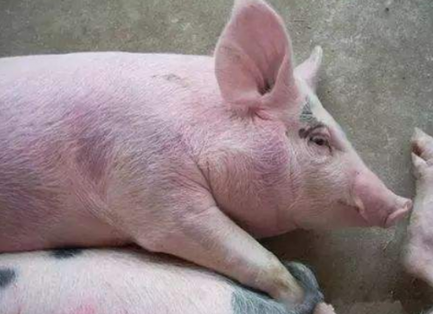 如何定義豬群發(fā)熱和低燒？發(fā)熱、低燒養(yǎng)豬人應(yīng)如何選擇藥物？