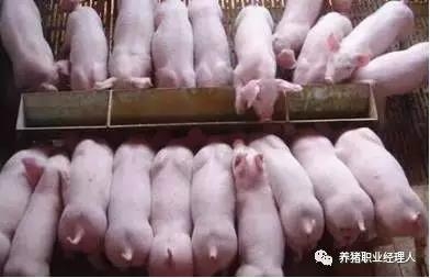 技術控 | 保育舍飼養管理操作規范