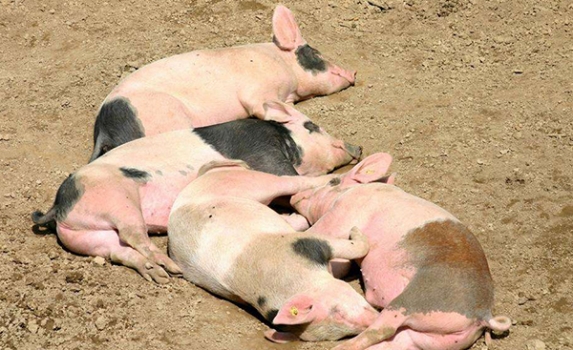 養豬更要懂數學，你知道 “離散度”要告訴我們什么嗎？