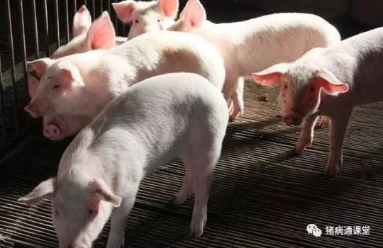 肥豬頑固性腹瀉？找出原因才好對癥下藥！