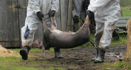 非洲豬瘟肆虐竟是俄羅斯惹的禍？長期被視疫情中轉站