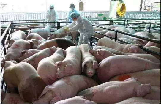 國外防控非洲豬瘟的成功經驗與失敗教訓