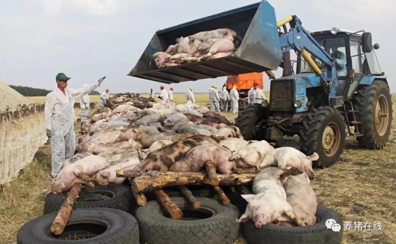 非瘟防控劃重點：深刻認識泔水危害，嚴禁泔水喂豬