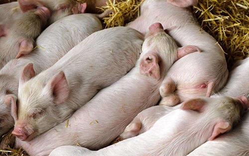 豬常見疾病對應病料采集部位及其保存方法！