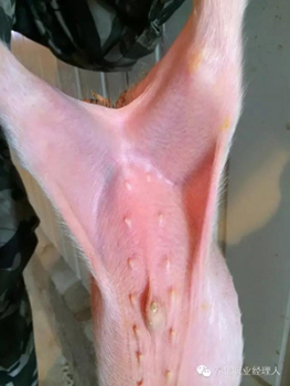 產房或者保育仔豬腹股溝淋巴結發紫是什么原因?