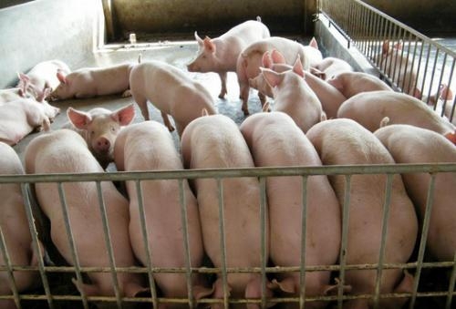 降低飼料成本有訣竅，既要降低成本，又要把豬養好（上）