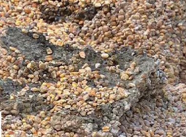 降低飼料成本有訣竅，既要降低成本，又要把豬養好（下）