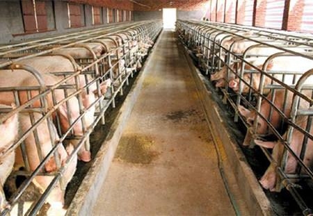 規模化豬場，如何實施母豬淘汰原則？