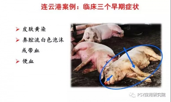 非洲豬瘟臨床癥狀，有臨床癥狀和解剖圖片，快看