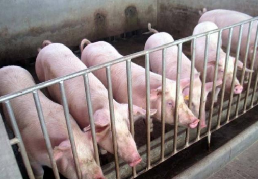 豬價春節前上漲還有機會，1月份關鍵點專家：出欄或許是機會