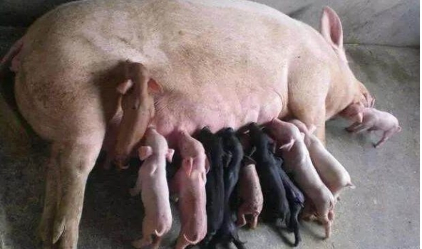 母豬產后不食原因分析與綜合防治（上）