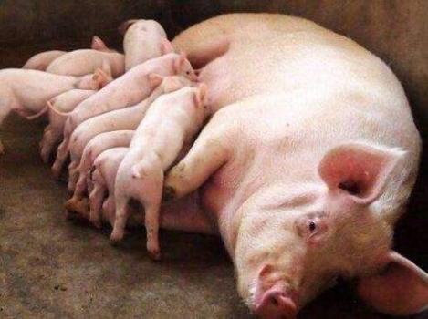 母豬產后不食原因分析與綜合防治（下）