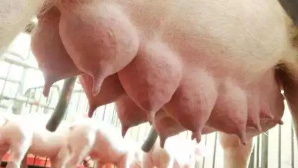 如何提高母豬配種率和產子率？細節操作很詳細！