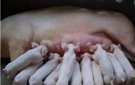 母豬奶水增加秘訣！豬崽兒喝不完的奶水