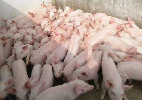 養好保育豬的關鍵步驟