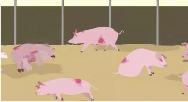 防控非洲豬瘟，飼料加工工藝能做些什么？