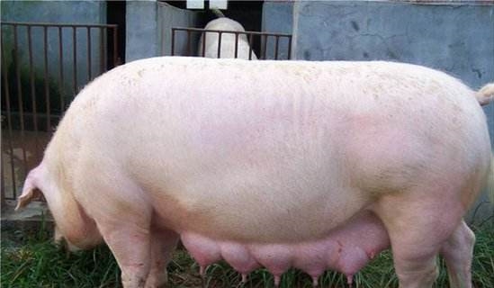 母豬分娩做好這3個細節，母豬無炎癥，仔豬好養