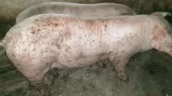 豬寄生蟲病的癥狀是什么？如何防治？