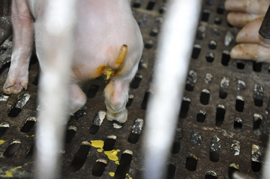 注意！這個豬病比非洲豬瘟傳播還要快，附防治措施4步驟！