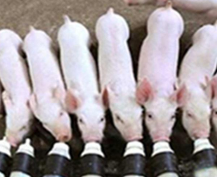 非洲豬瘟常態下之乳仔豬料配方策略