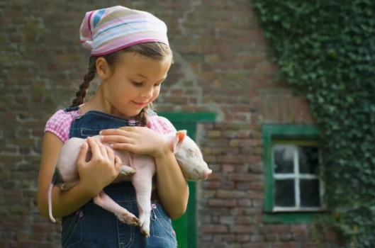 您一定沒聽說過非洲豬瘟和恩諾沙星之間的關系