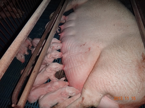 預防產房仔豬黃白痢腹瀉小訣竅